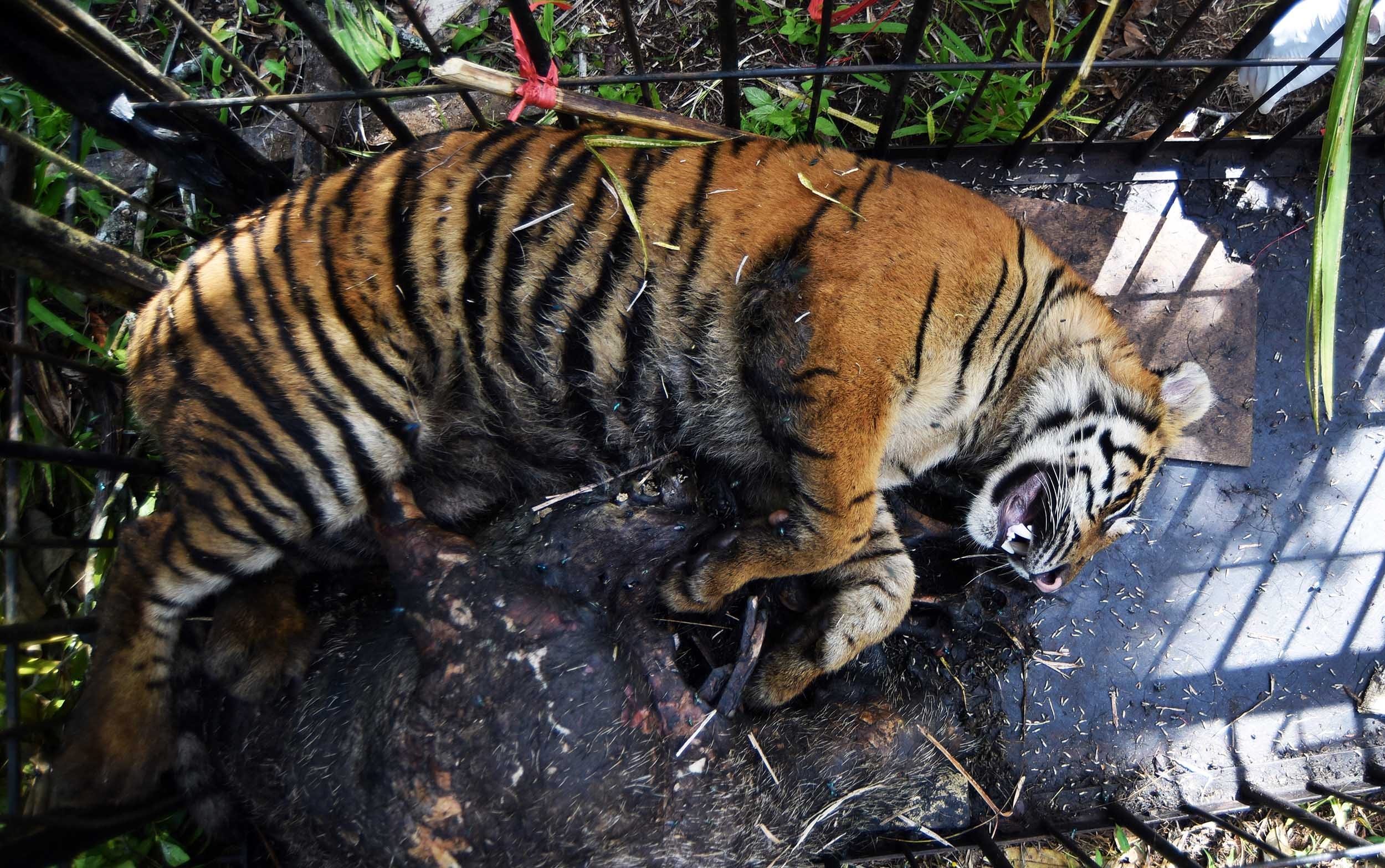 Harimau Sumatera “Puti Batuah” Dievakuasi dari Agam, BKSDA: Demi Keselamatan Warga dan Satwa