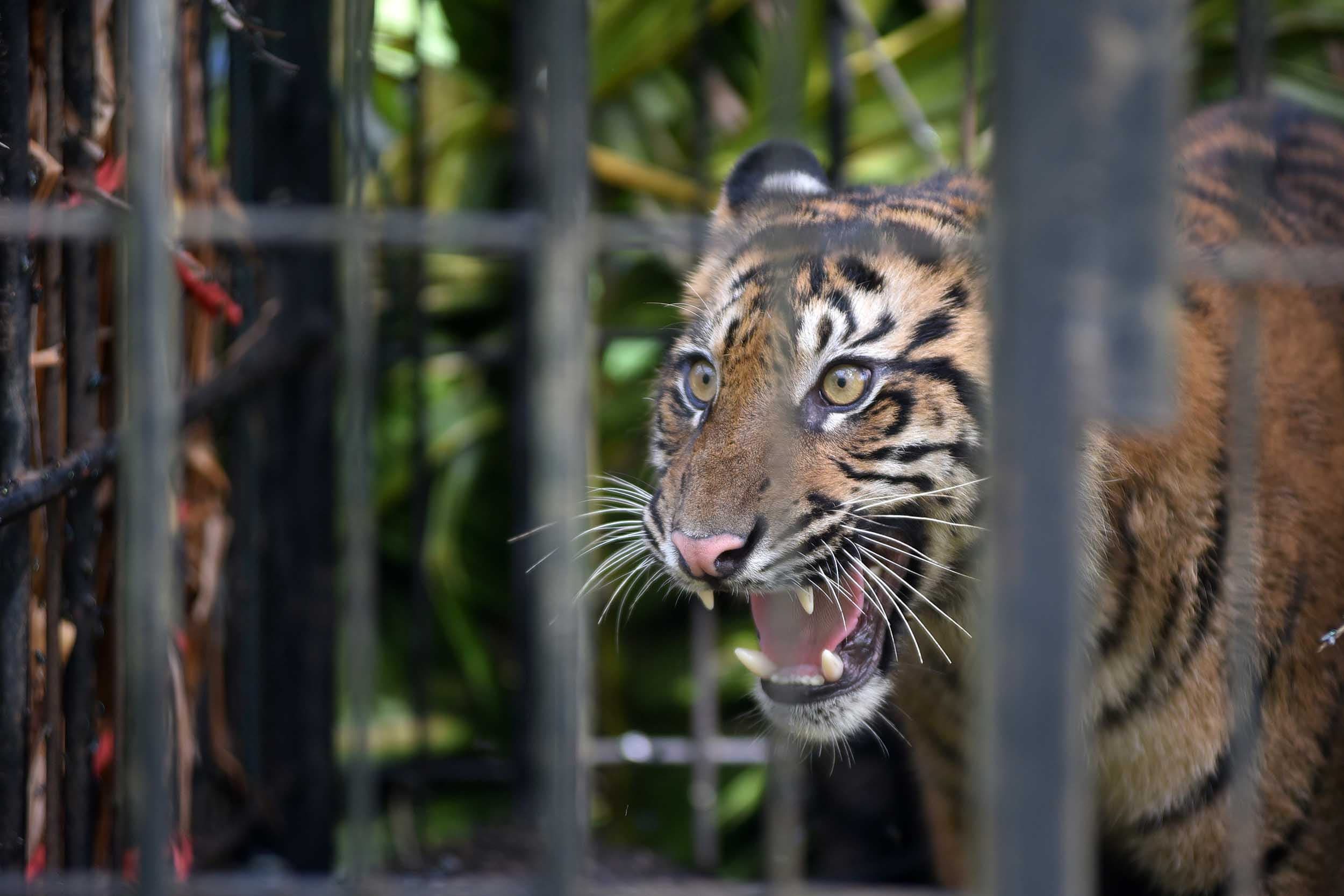 Heboh Kemunculan Dua Harimau di Palupuh Agam, BKSDA Pastikan Induk dan Anak yang Sedang Berburu Babi