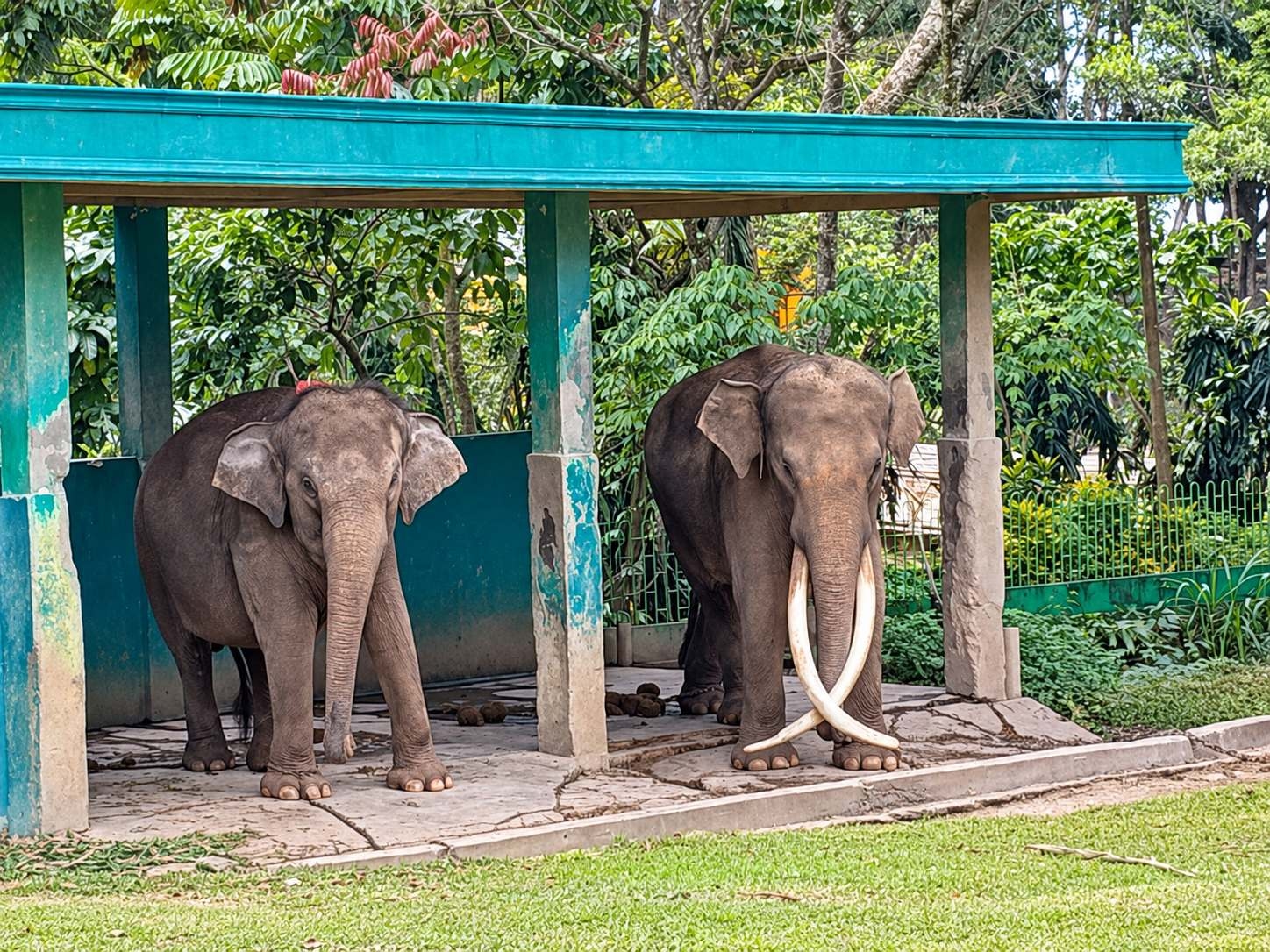 Dirantai sejak 2023, mengapa Gajah Zidan di Bukittinggi belum dievakuasi?